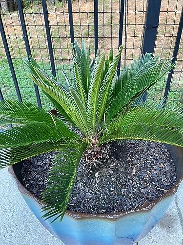 Gardenera SOGO Palm Plant Potting Mix - Elevate Your Space with a Premium Blend for Distinctive Elegance - 20 Quart - Image 3