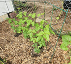 2 Pack 12x39 Inch High Green Folding Square Tomato Cages - Image 5
