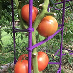 NO Splicing - 5ft Tall Tomato Cage 6-Pack Large Tomato Stakes Garden Plant Stakes Climbing Suports, 40 Clips and Plant Ties Include, Purple - Image 3