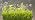 1.4FT Hanging Grow Light for Indoor Plants, Full Spectrum, T5 - Image 7