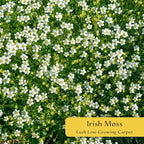 12 Irish Moss – Soft Evergreen Mossy Groundcover with White Spring Flowers for Rock Gardens & Pathways (Sagina subulata) in 2.5″ Cubes, Live Plants - Image 2