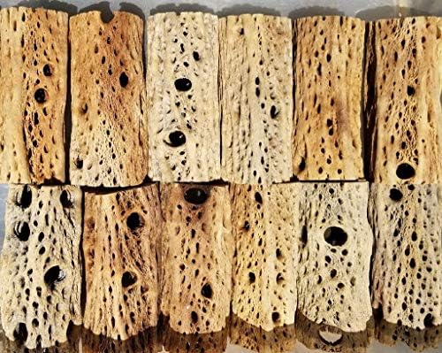 3-48 Inch All Natural Teddy Bear Cholla Wood Extra Hollow Large Untreated Organic Aquarium Driftwood Decoration Chew Toy Shrimp Crab Cichlid Nano Tank Birds 1 or 5 Pieces (1 Piece, 28) by BioactiveFX