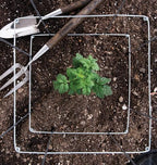 Burpee Medium Heavy Gauge Tomato Cage | 3 Cages for Plant Support in Garden | 14" x 14" x 48" | Made in The USA| Grow Healthier, More Productive Tomato Plants - Image 5