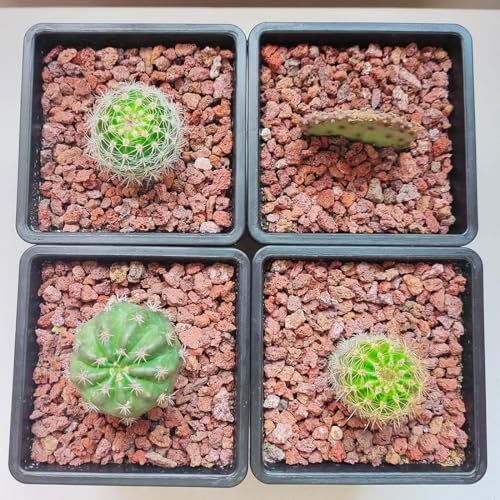 YISZM Red Horticultural Lava Rocks for Plants, 10 lb Succulents Cactus Bonsai Soil Lava Rocks for Aquarium Outdoor Decorative Stones for Craft Projects, Vase Fillers - Image 3
