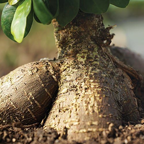 Brussel's Bonsai - Medium Ficus Live Bonsai Tree, Potted Indoor Plant - Image 2