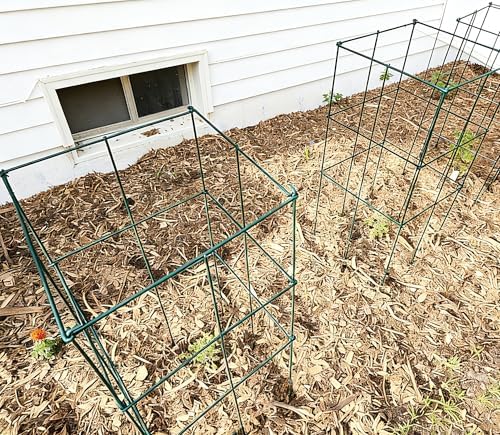 2 Pack 12x39 Inch High Green Folding Square Tomato Cages - Image 4
