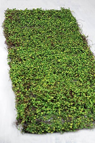 Richland Moss Leaf Mat Green 16" x 36" Set of 6 by Richland