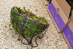 SuperMoss (21508) Preserved Sheet Moss, Fresh Green, 5 Pounds - Image 3