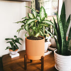 Large Terracotta Pots, 8 Inch Clay Planter Pots with Drainage Hole & Saucer (with Stand), Garden Planters for Indoor/Ourdoor Plants, Cactus & Snake Plant - Image 3