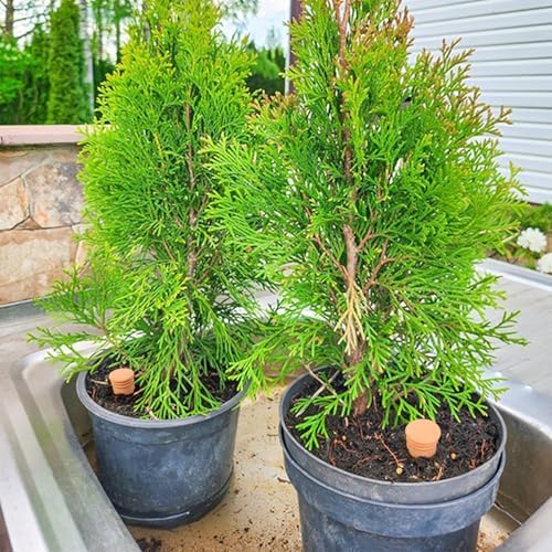 2pcs large Plant Watering Globes Ollas 10×5×5inch 61oz Terracotta Watering Pot Self Watering Planter Terra Cotta Clay Watering Spikes for Indoor Outdoor Plants Indoor Outdoor Large Reservoir Bulbs - Image 3