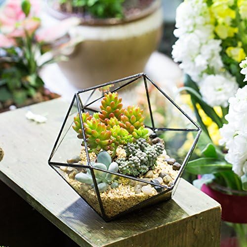 NCYP Opened Geometric Glass Terrarium, 6.69" Bowl Shape Planter for Succulent Plant Cacti, Indoor Balcony Irregular Decor, Garden Miniature Pot, Tabletop Centerpiece (No Plants) - Image 2