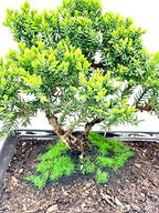 Live Dwarf Juniper Bonsai Tree About 6 Years Old with Cute Ceramic Fisherman | Juniper Bonsai Tree | Indoor/Outdoor | 100% Handcrafted| Home and Office Décor | Best Gift for Holiday - Image 4