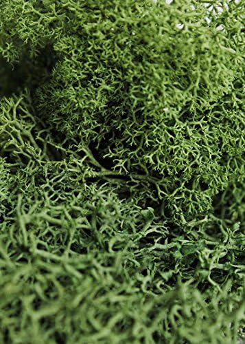 Super Moss (21499 Reindeer Moss Preserved, Forest Green, 10lbs - Image 4