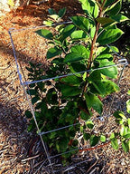 46" Height 12" Width 2PCS Galvanized Square Folding Tomato Cage,Plant Support Stake Tower - Image 5