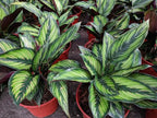 Gardenera Calathea Potting Mix - Promote Strong Roots and Captivating Patterns with Our Premium Blend - 4 Quart - Image 2