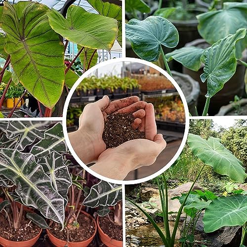 Organic Alocasia Plant Soil Mix by Gardenera - Cultivate Leaf Excellence with Natural and Nutrient-Rich Formula - 5 Quart - Image 2