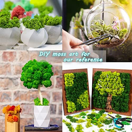 Amoueterno Preserved 4 Color Reindeer Moss,Total 14OZ Each Color 3.5OZ, Natural Real Moss, DIY Kit Crafts Art Wall Decor Florist Decor,Purple - Image 7