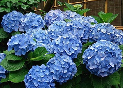 EZ-GRO Complete Garden Fertilizer Bundle - 1 Qt Liquid Plant Food for Hydrangeas, Azaleas, Lawns, Flowers, Herbs, & Vegetables | 21-7-7 Formula for Blue Hydrangeas & 20-20-20 All-Purpose Nutrients for - Image 4