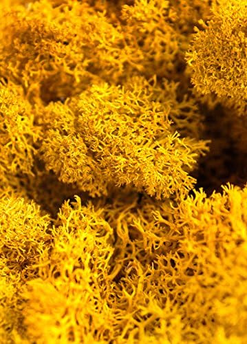 SuperMoss (25151) Reindeer Moss – Soft Preserved Moss for Home Decor, Crafts, Terrariums, Floral Design, and Wedding Decorations, 1,564 cu in, Mango - Image 4
