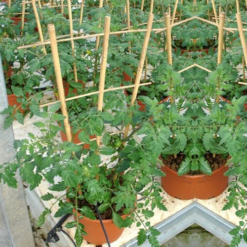Bamboo Trellis 4FT, S3 Natural Bamboo Plant Fan Stakes 48 Inch 10 Pack, Fan-Shaped Plant Support Stand for Orchid Vines, Monarchs, Ivy and Other Plants Climbing, Help Plant Growth - Image 7