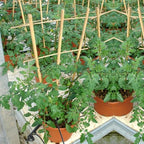 Bamboo Trellis 4FT, S3 Natural Bamboo Plant Fan Stakes 48 Inch 10 Pack, Fan-Shaped Plant Support Stand for Orchid Vines, Monarchs, Ivy and Other Plants Climbing, Help Plant Growth - Image 7