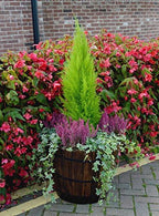 VegTrug Barrel Planter Medium 46cm Burnt Oak - Image 3