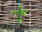 GARDENERA Premium Araucaria Potting Soil Mix - Perfect Balance of Nutrients, Drainage, and Aeration for Healthy Araucaria Trees - 20 Quart - Image 2