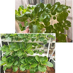 Hydroponics Growing System Kit 72 Plant Sites 4 Layers Food-Grade PVC-U Pipes Hydroponic Grow Kit Gardening System with Water Pump, Timer,Net Pots and Sponge for Vegetables,Fruits,Herb - Image 2