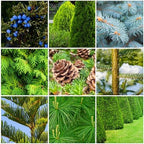 Fertilizer Spikes for Evergreen Trees & Shrubs (72 Spikes - 18.0 Lbs) - Image 2