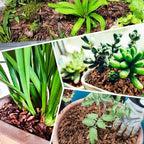 14qt Organic Orchid Potting Bark -Natural Mulch for Potted Plants, Root Development of Orchid Plants and Garden Soil Amendment Mix - Image 6