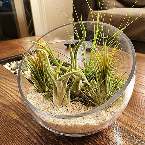 WGV Slant Cut Bowl Glass Vase Bulk, Width 9", Height 8.25", Clear Terrarium, Candy Dish, Fruit Jar, Floral Container for Wedding Party Event, Home Office Decor, 4 Pieces - Image 4