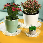 60 Packs Clear Plant Saucers for Indoor Outdoor Use 4/6/8/10/12/14 Inches Heavy Duty Plastic Plant Trays for Planter Bulk Flower Pot Drip Trays to Catch Water, Round Transparent - Image 2