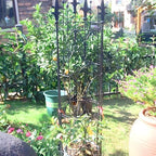 Thealyn Garden Trellis 2 Pack 72'' H x 12'' W Metal Plant Trellis - Image 5