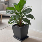 Square Ceramic Plant Saucer Tray 2 Pcs 8 9 10 Inch Black, 9.3" OD x8.3 ID x1.3 Deep, Sturdy Heavy Duty Glazed Planter Drip Flower pots with Catch Basin for Indoor Outdoor Plants(10" Black) - Image 5
