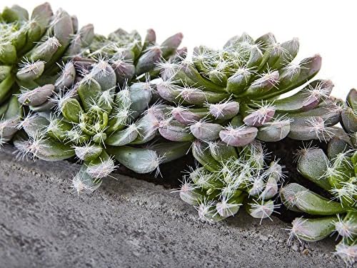 Nearly Natural Succulent Garden with Textured Concrete Planter - Image 5