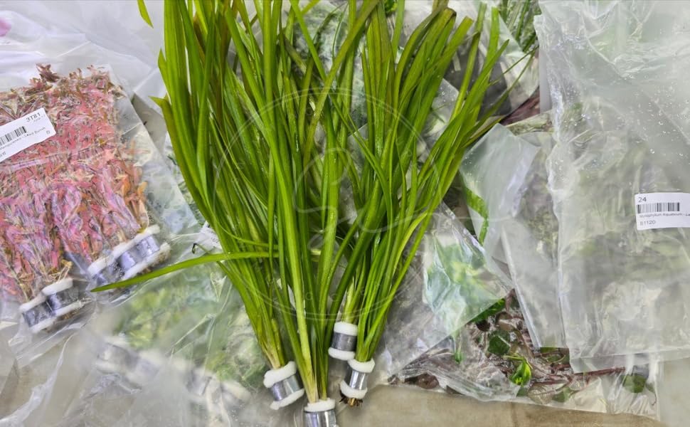 Swimming Creatures™ Live Aquarium Plants (10 Species Bundle) - Image 5