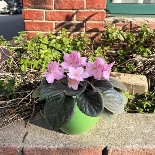 2pcs African Violet Planter Pot - 6.5inch Self Watering Green Ceramic Pot with Creamic Reservoir - Image 5