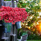 Uieke 72 Bundles Artificial Fake Flowers Outdoor UV Resistant Faux Plants Plastic Cemetery Flowers No Fade Outside Home Garden Porch Window Box Summer Décor -Rose Red - Image 3