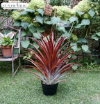 SUNPRAIRIE Hyper Realistic Big Red Artificial Aloe Vera Plant 26 Inches Tall. Large Faux Agave in Matte Black Pot. - Image 6