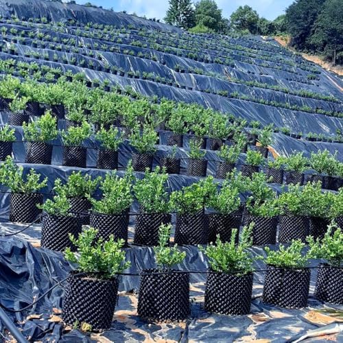 RooTrimmer 5 Gallon Air Pruning Containers, Roots Control Planter New Plastic Nursery Pots Fruit Vegetable Orchard Garden Self-Planting Pots, Size 12"x12", Black, (10P) - Image 2