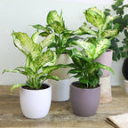 Gardenera Premium DIEFFENBACHIA Potting Soil Mix - Ideal for Growing Robust and Healthy Dieffenbachia - 10 Quart - Image 3