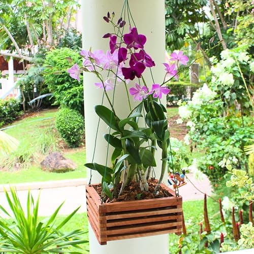 Set of 3 Strong Wooden Orchid Baskets with Hangers, Vanda Baskets for Outside - Image 3