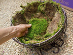 SuperMoss (21508) Preserved Sheet Moss, Fresh Green, 5 Pounds - Image 2