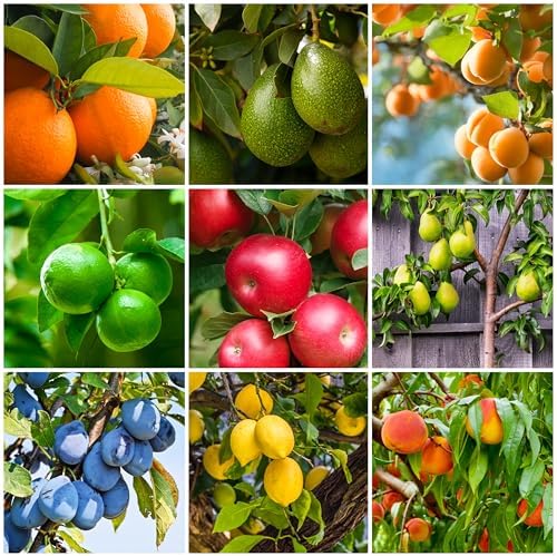 Fertilizer Spikes for Citrus & Fruit Trees & Shrubs (12 Spikes - 3.0 Lbs) - Image 3