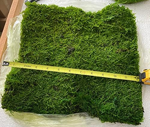 Bulk Wholesale Preserved Sheet Moss Sheet Moss Bun Moss Cushion Moss Natural Green Decorative Real Terrariums(10 sq.ft.) (Green-B) by %E7%8E%B0%E5%9C%A8%E8%B4%AD%E4%B9%B0