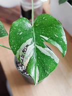 Premium Thai Constellation Monstera Soil Blend - Specially Designed to Meet Your Plant's Unique Needs by Gardenera - 4 Quart - Image 6