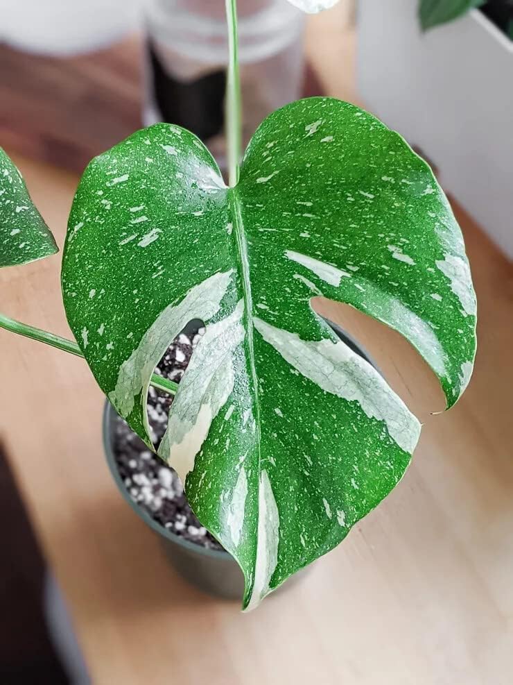 Premium Thai Constellation Monstera Soil Blend - Specially Designed to Meet Your Plant's Unique Needs by Gardenera - 4 Quart - Image 6
