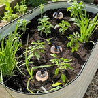 4pcs 3.5x3.5x7in Classic Self-Watering Ollas Self Watering 30oz Terracotta Planter Automatic Drip Irrigation System for Indoor Plant Watering & Outdoor Water Sets Terra Cotta Clay - Image 4