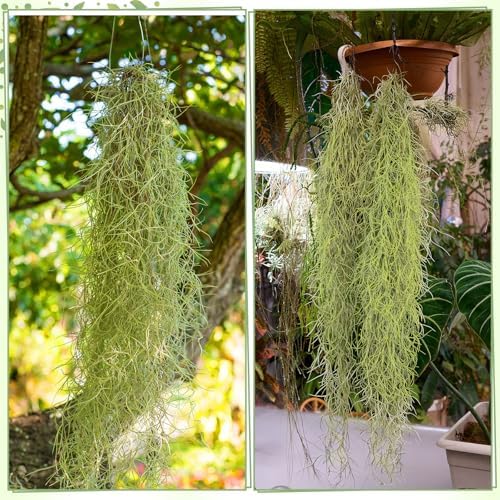 Giegxin Spanish Moss 41'' Fake Hanging Succulents Faux Moss Artificial Succulent Plants Vines Hanging Plants Swamp Decoration Potted Artificial Garland(Grayish Green,12 Pack) - Image 3