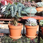 Yishang Large Terra Cotta Pots with Saucer- 6 Pack Large 6'' Terra Cotta Plant Pot with Drainage Hole, Flower Pot with Tray, Terracotta Pot for Indoor Outdoor Plant - Image 5
